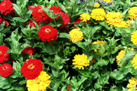 0349_Red and Yellow Flowers