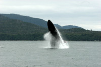 6195_Humpback Whale Breeching