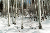0162_Aspen Trees in Colorado